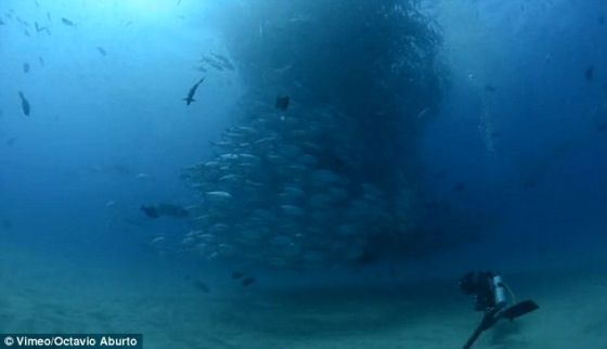 摄影师阿布尔托捕捉到他的朋友兼同是潜水者的卡斯特罗正谨慎靠近这个旋转运动的巨大鱼群。