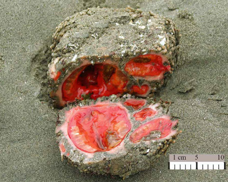 秘鲁惊现未知怪异海洋生物 雌雄同体外表似岩石