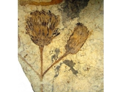 化石揭示葵花的起源之谜/图 