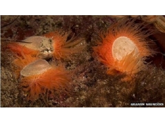 苏格兰发现世界最大的火焰贝壳栖息地