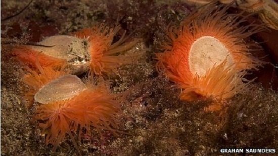 这些扇贝一样的小型物种在两片贝壳之间拥有许多霓虹橙色的触须