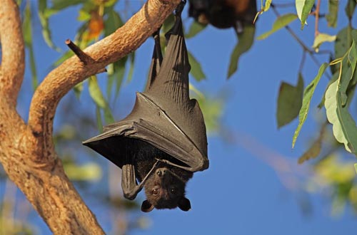 或许蝙蝠能揭示长寿与抗病性的秘密