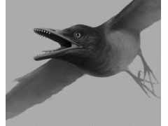 1.25亿年的古老鸟类化石：长满锋利牙齿(图)