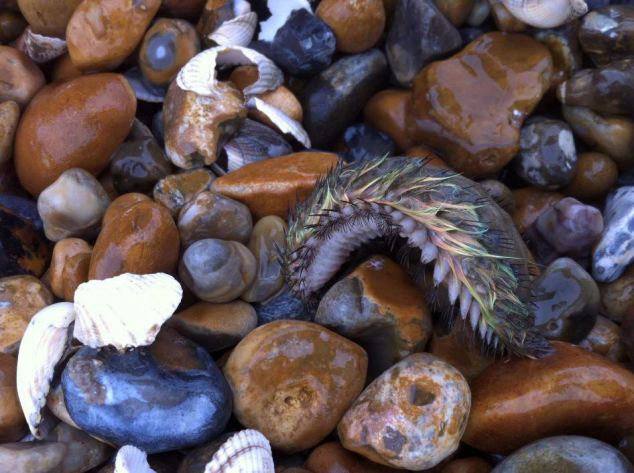 英海滩现＂外星生物＂:深海怪异海鼠