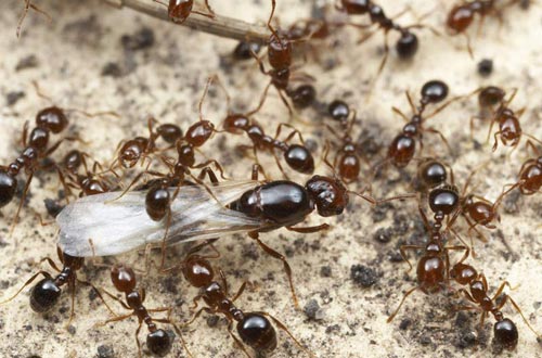 红火蚁体内“社交”染色体首次被发现
