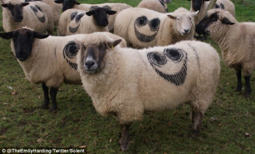 英国各地上百绵羊身上出现神秘“笑脸”(图)