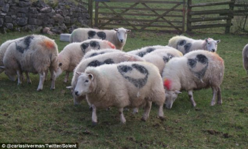 英国各地上百绵羊身上出现神秘“笑脸”(图)