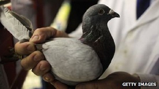 科学家揭开信鸽世界的神秘百慕大三角之谜