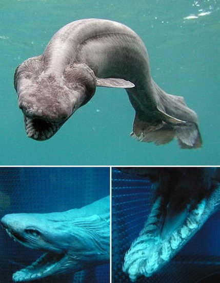四种人类记忆中的海怪：巨型皇带鱼和皱鳃鲨