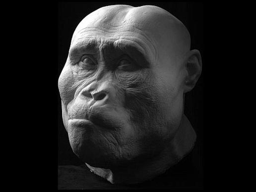 人类祖先什么样子？ 科学家还原人类头骨(组图)
