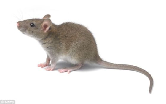 科学家发现第六感：为老鼠创造心灵感应/图 