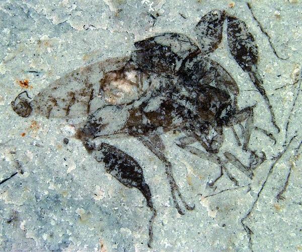 恐怖虫之谜：解密最困惑昆虫化石