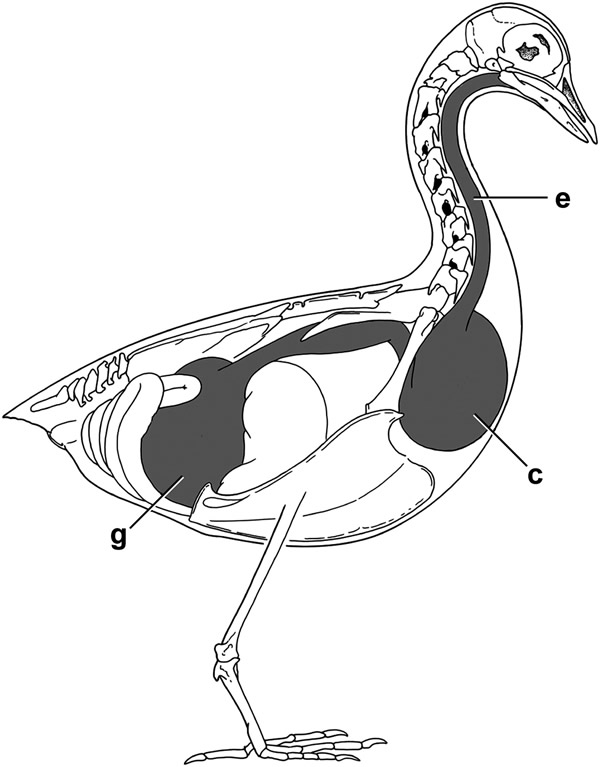 某些史前鸟类拥有现代吃种子的鸟类特有的专门器官