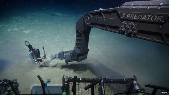 加勒比海发现最深海底藏匿奇特生物/图 