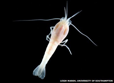 热液口附近生存的虾类具有特殊的器官，使它们能灵敏地感觉到过高的水温