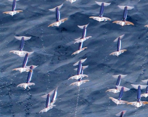 解密 海洋生物乌贼会飞的秘密