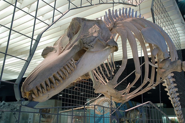 博物馆中展示的虎鲸骨骼