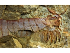 5亿年前四肢长在头部下的古老海