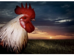 科学家发现公鸡打鸣取决于自身时