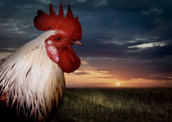 日本科学家发现公鸡打鸣取决于自身时钟规律