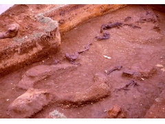 智利发现1万4000年前腌制的海草