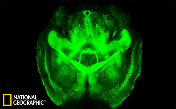 CLARITY技术实现了完整的小鼠大脑成像