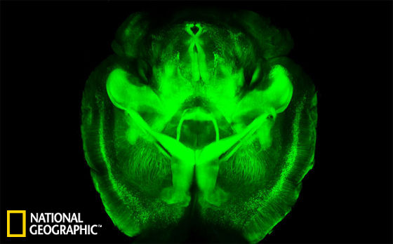 科学家发明新技术可使老鼠大脑变透明