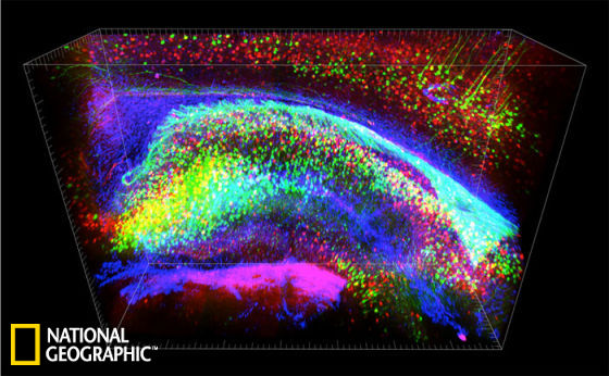 科学家发明新技术可使老鼠大脑变透明