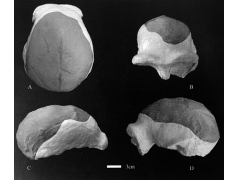 汤山出土男女头盖骨 相隔5米却相差10万年