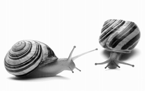 科学解谜：石器时代的蜗牛大迁徙