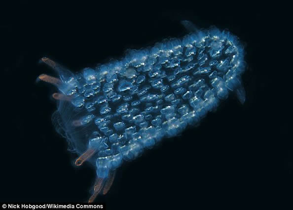 海底生物身体可长达100英尺 罕见“巨型蠕虫”