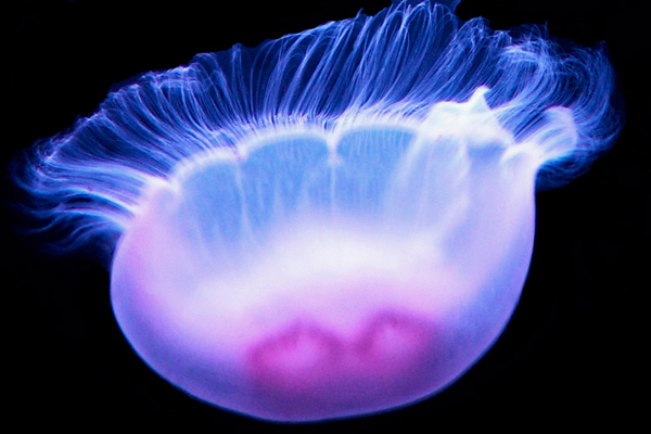 11种荧光动物：生气时深海怪鱼“点亮”全身