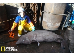 生命仅十多天的恐怖虫 一辈子就为传宗接代忙