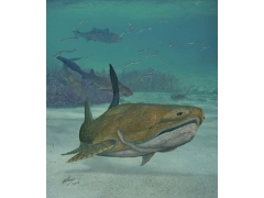 古老鱼类化石揭开有颌脊椎动物的演化史