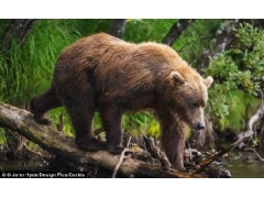 已灭绝熊类的阴茎骨化石首次被发现