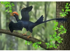 古生物学家发现早期鸟类长有两个尾巴
