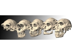 格鲁吉亚的古人类头骨化石研究价值