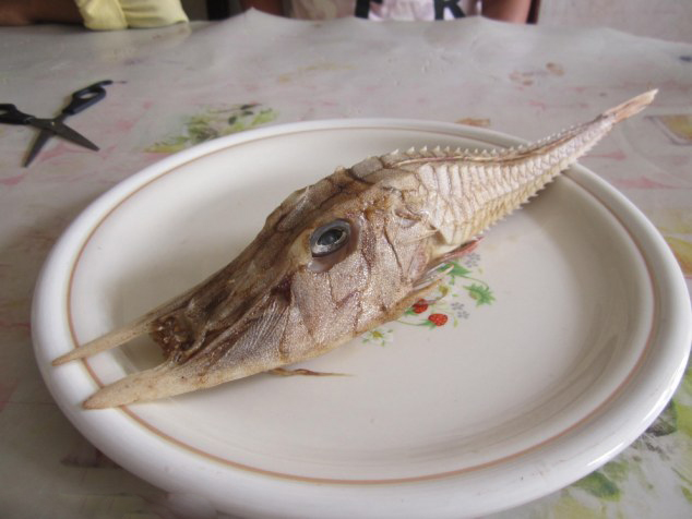 婆罗洲发现奇怪“盔甲鱼”无人识