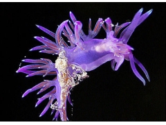 海蛞蝓交配时向配偶大脑猛刺喷射化学物质