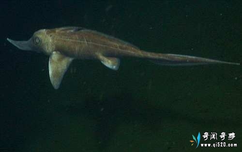 一千米海底捕捞到超罕见的长鼻银鲛