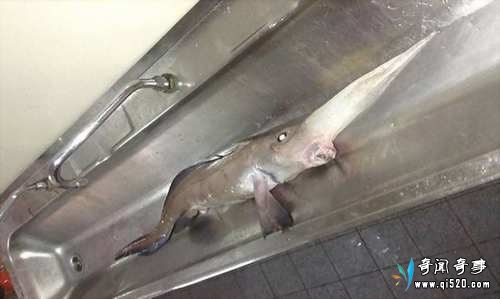 一千米海底捕捞到超罕见的长鼻银鲛