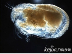 考古学家发现史前动物巨型精子