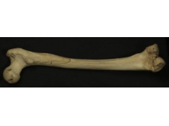 科学家从40万年前最古老人类腿骨化石获取DN
