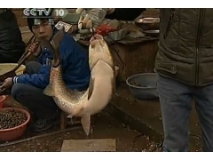 建瓯市传承两百余年的“弓鱼”绝技 活鱼离