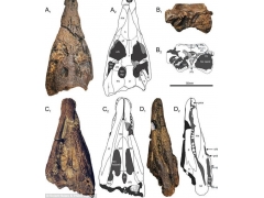 英国怀特岛发现1.26亿年前鳄鱼新物种化石