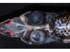 四眼怪鱼惊现深海 提供360度全方位视觉