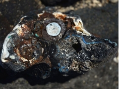 科学家发现塑料形成岩石：或标志人类世开端