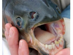 怪鱼有着人类牙齿 最喜欢咬人睾丸