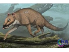 动物进化里程-长着羽毛的恐龙