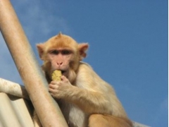 研究发现猴子和人类一样迷信运气